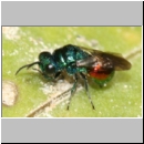 Pseudomalus auratus - Goldwespe 02a 5mm Waldwiese mit Lehmhuegeln.jpg